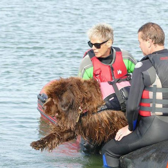 Jersey Big Dog Club with a Northern Diver 4.2m Inflatable Boat with an Aluminium Floor - Newfoundland preparing to jump into the water from the boat
