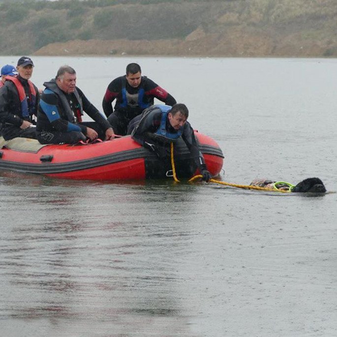 Jersey Big Dog Club with a Northern Diver 4.2m Inflatable Boat with an Aluminium Floor - with 4 people in, being towed by a Leonberger
