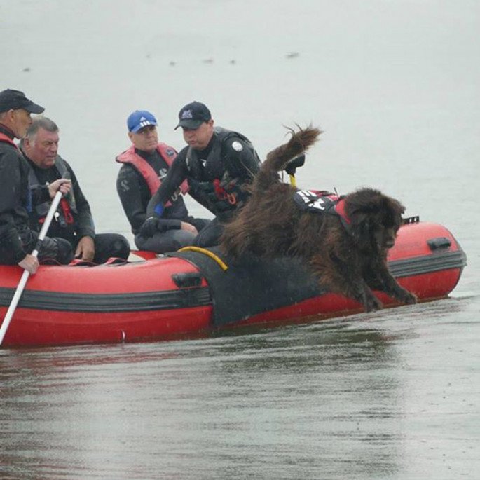Jersey Big Dog Club with a Northern Diver 4.2m Inflatable Boat with an Aluminium Floor - Leonberger jumping into the water from the boat