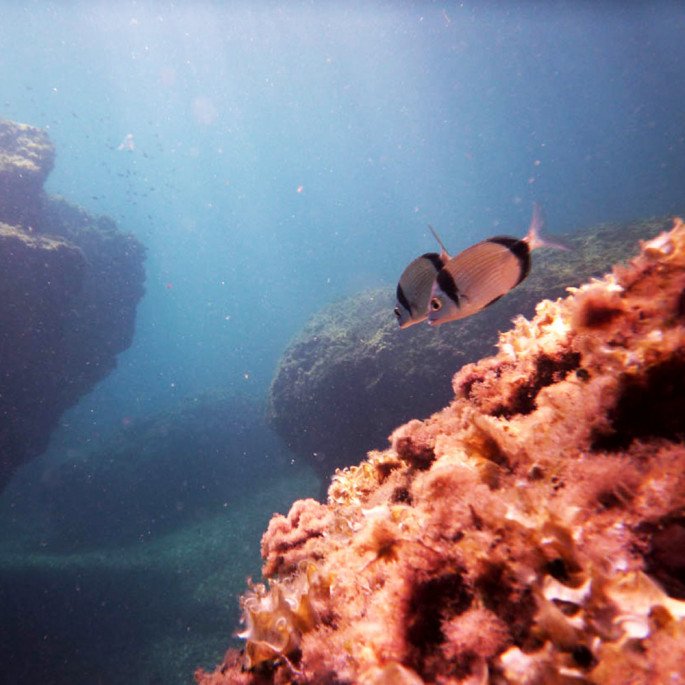 Diplodus vulgaris (Two-banded sea bream) on a coral reef in Murcia