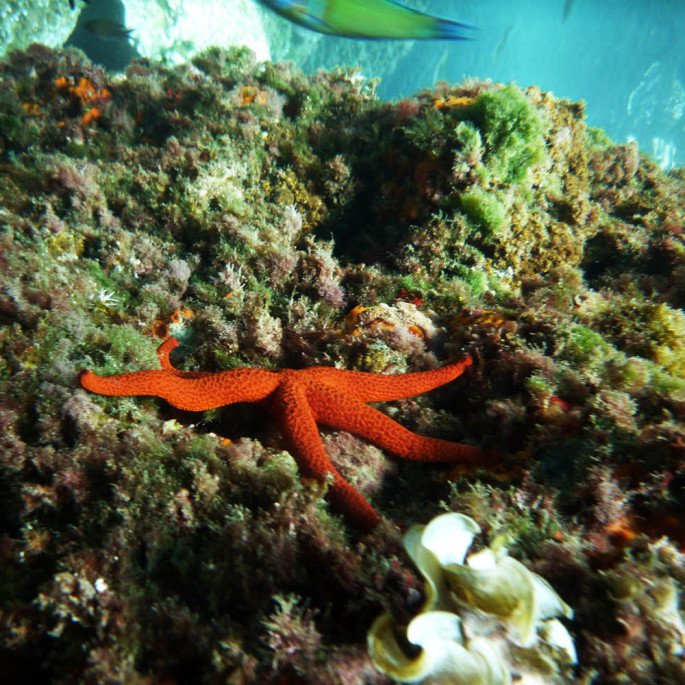 Echinaster sepositus (Mediterranean red sea star) in Murcia