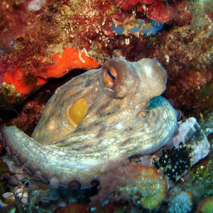 Octopus vulgaris (common octopus) on a coral reef in Murcia